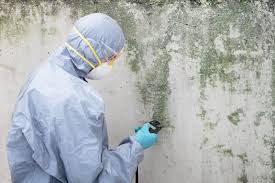 Best Asbestos and Lead Testing During Mold Inspection in Auburn, WA